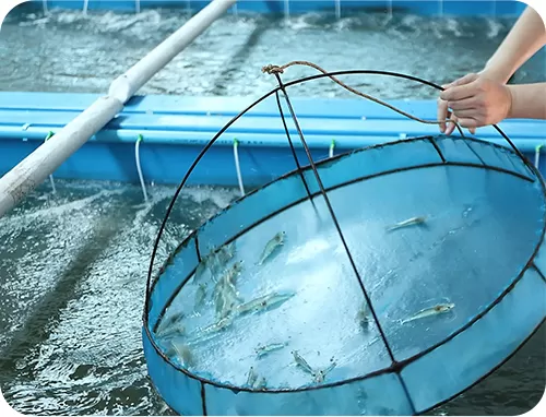 Chlorine Dioxide (Clo2) for Aquacuture Industry