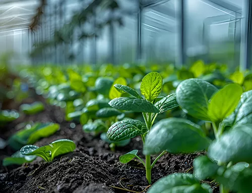 Chlorine Dioxide (Clo2) for Agriculture Sterilization